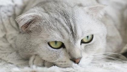 九游娱乐网站-探索未来：澳大利亚队如何在国际赛场上打破瓶颈，澳大利亚队员