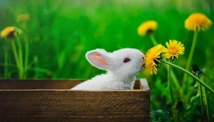 九游娱乐网站-探索未来：澳大利亚队如何在国际赛场上打破瓶颈，澳大利亚队员